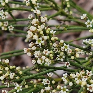 Choretrum pauciflorum at Kingsdale, NSW - 28 Oct 2024