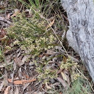 Choretrum pauciflorum at Kingsdale, NSW - 28 Oct 2024