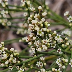 Choretrum pauciflorum at Kingsdale, NSW - 28 Oct 2024