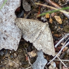 Taxeotis (genus) (Unidentified Taxeotis geometer moths) at Kingsdale, NSW - 28 Oct 2024 by trevorpreston