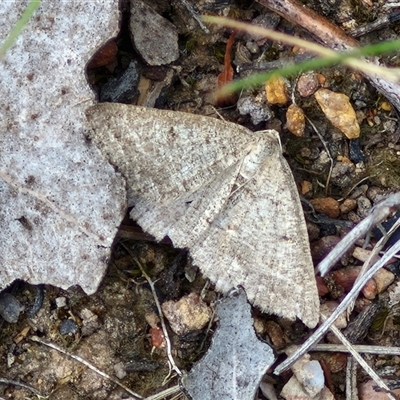 Taxeotis (genus) (Unidentified Taxeotis geometer moths) at Kingsdale, NSW - 27 Oct 2024 by trevorpreston