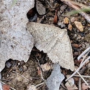 Taxeotis (genus) at Kingsdale, NSW - 28 Oct 2024