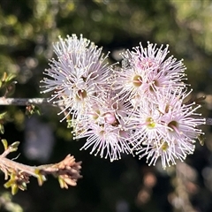 Kunzea parvifolia (Violet Kunzea) at O'Connor, ACT - 28 Oct 2024 by RWPurdie