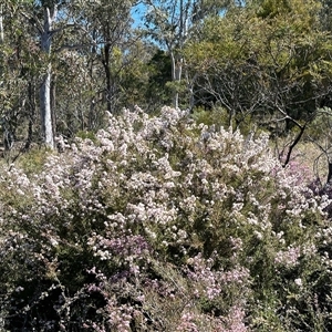 Kunzea parvifolia at O'Connor, ACT - 28 Oct 2024