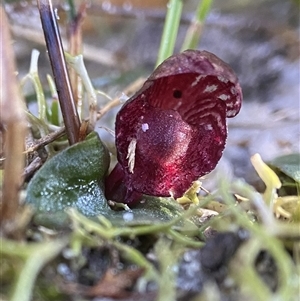 Corybas undulatus at suppressed - suppressed