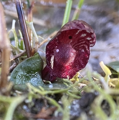 Corybas undulatus (Tailed Helmet Orchid) at Barren Grounds, NSW - 22 May 2024 by AJB