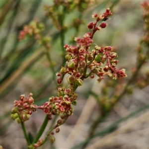 Rumex acetosella at Kingsdale, NSW - 28 Oct 2024