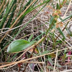 Rumex acetosella at Kingsdale, NSW - 28 Oct 2024