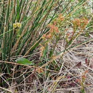 Rumex acetosella at Kingsdale, NSW - 28 Oct 2024