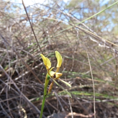 Diuris sp. (A Donkey Orchid) at Carwoola, NSW - 29 Oct 2024 by SandraH