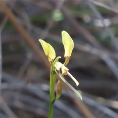 Diuris sp. at Carwoola, NSW - 29 Oct 2024