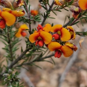 Dillwynia sericea at Kingsdale, NSW - 28 Oct 2024 10:04 AM