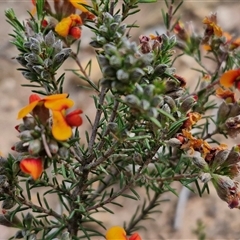 Dillwynia sericea at Kingsdale, NSW - 28 Oct 2024 10:04 AM