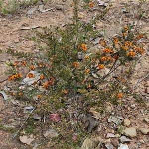 Dillwynia sericea at Kingsdale, NSW - 28 Oct 2024 10:04 AM