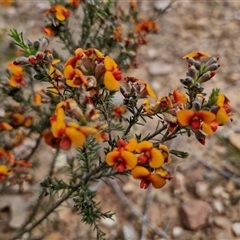 Dillwynia sericea at Kingsdale, NSW - 28 Oct 2024