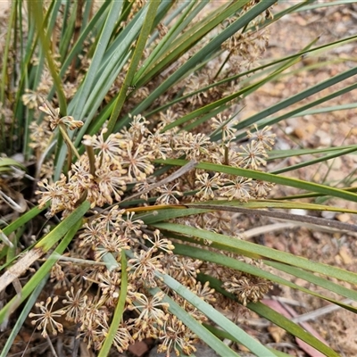 Lomandra multiflora (Many-flowered Matrush) at Kingsdale, NSW - 28 Oct 2024 by trevorpreston