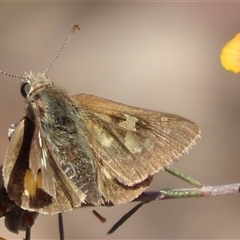 Trapezites phigalia at Carwoola, NSW - 29 Oct 2024