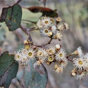 Eucalyptus polyanthemos at Kingsdale, NSW - 28 Oct 2024