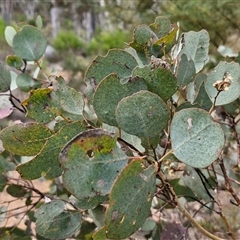 Eucalyptus polyanthemos at Kingsdale, NSW - 28 Oct 2024 10:03 AM