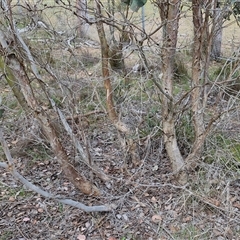 Eucalyptus polyanthemos at Kingsdale, NSW - 28 Oct 2024 10:03 AM