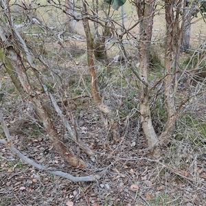 Eucalyptus polyanthemos at Kingsdale, NSW - 28 Oct 2024