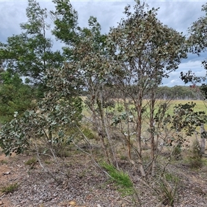 Eucalyptus polyanthemos at Kingsdale, NSW - 28 Oct 2024 10:03 AM