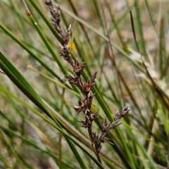 Lepidosperma (genus) (A Sword Sedge) at Kingsdale, NSW - 28 Oct 2024 by trevorpreston