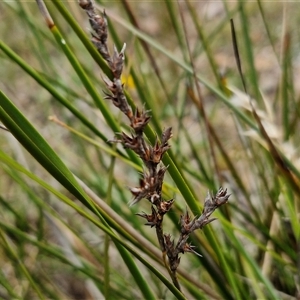 Lepidosperma sp. at Kingsdale, NSW - 28 Oct 2024