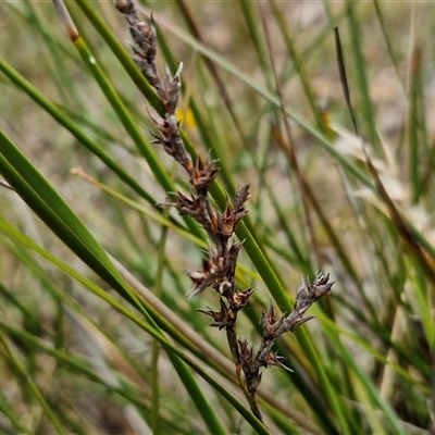 Lepidosperma (genus) (A Sword Sedge) at Kingsdale, NSW - 28 Oct 2024 by trevorpreston