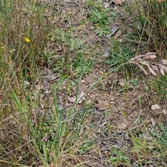 Holcus lanatus at Kingsdale, NSW - 28 Oct 2024 10:01 AM