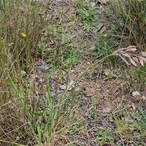 Holcus lanatus at Kingsdale, NSW - 28 Oct 2024