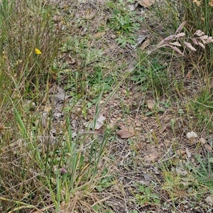 Holcus lanatus at Kingsdale, NSW - 28 Oct 2024 10:01 AM