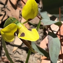 Diuris sulphurea (Tiger Orchid) at Aranda, ACT - 29 Oct 2024 by Jennybach