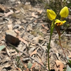 Diuris sulphurea at Aranda, ACT - suppressed