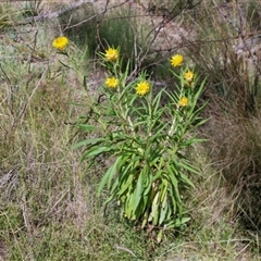 Xerochrysum bracteatum (Golden Everlasting) at Kingsdale, NSW - 28 Oct 2024 by trevorpreston