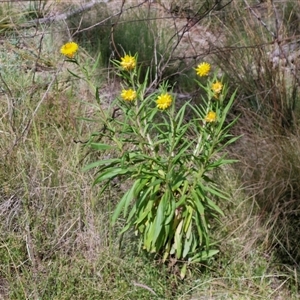 Xerochrysum bracteatum at Kingsdale, NSW - 28 Oct 2024 09:59 AM