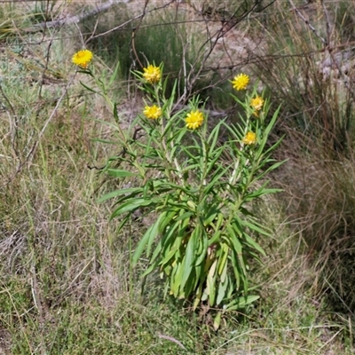 Xerochrysum bracteatum (Golden Everlasting) at Kingsdale, NSW - 28 Oct 2024 by trevorpreston