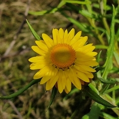 Xerochrysum bracteatum at Kingsdale, NSW - 28 Oct 2024