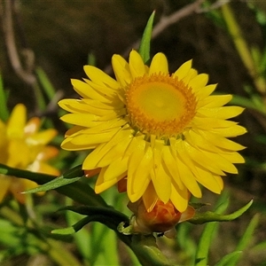 Xerochrysum bracteatum at Kingsdale, NSW - 28 Oct 2024