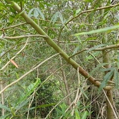 Unidentified Plant at Lower Pappinbarra, NSW - 15 Oct 2024 by dave@kerrie