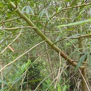 Unidentified Plant at Lower Pappinbarra, NSW by dave@kerrie