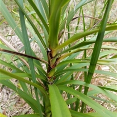 Cordyline stricta at Lower Pappinbarra, NSW - 15 Oct 2024 by dave@kerrie