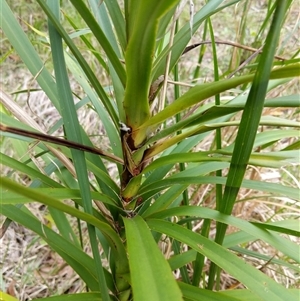 Cordyline stricta at Lower Pappinbarra, NSW - 15 Oct 2024 04:06 PM