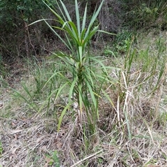 Cordyline stricta at Lower Pappinbarra, NSW - 15 Oct 2024 04:06 PM