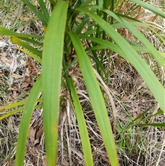 Cordyline stricta at Lower Pappinbarra, NSW - 15 Oct 2024 04:06 PM