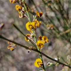 Daviesia leptophylla (Slender Bitter Pea) at Kingsdale, NSW - 28 Oct 2024 by trevorpreston