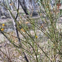 Daviesia leptophylla at Kingsdale, NSW - 28 Oct 2024 09:55 AM