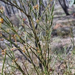 Daviesia leptophylla at Kingsdale, NSW - 28 Oct 2024 09:55 AM