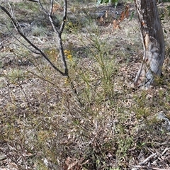 Daviesia leptophylla at Kingsdale, NSW - 28 Oct 2024