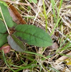 Unidentified Plant at Lower Pappinbarra, NSW - 15 Oct 2024 by dave@kerrie